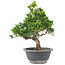 Juniperus chinensis Itoigawa, 25 cm, ± 9 años