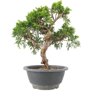 Juniperus chinensis Itoigawa, 24 cm, ± 9 jaar oud