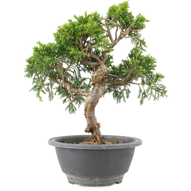 Juniperus chinensis Itoigawa, 24 cm, ± 9 anni