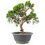 Juniperus chinensis Itoigawa, 24 cm, ± 9 anni