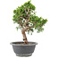 Juniperus chinensis Itoigawa, 24 cm, ± 9 Jahre alt