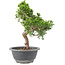 Juniperus chinensis Itoigawa, 24 cm, ± 9 años