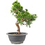 Juniperus chinensis Itoigawa, 24 cm, ± 9 jaar oud