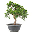 Juniperus chinensis Itoigawa, 24 cm, ± 9 ans