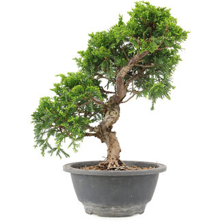 Juniperus chinensis Itoigawa, 25 cm, ± 9 anni