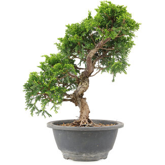 Juniperus chinensis Itoigawa, 25 cm, ± 9 ans