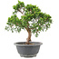 Juniperus chinensis Itoigawa, 24 cm, ± 9 anni