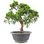 Juniperus chinensis Itoigawa, 24 cm, ± 9 years old