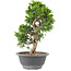 Juniperus chinensis Itoigawa, 25 cm, ± 9 anni