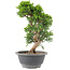 Juniperus chinensis Itoigawa, 25 cm, ± 9 Jahre alt