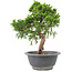 Juniperus chinensis Itoigawa, 24 cm, ± 9 ans