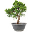 Juniperus chinensis Itoigawa, 24 cm, ± 9 jaar oud