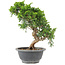 Juniperus chinensis Itoigawa, 25 cm, ± 9 Jahre alt