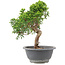 Juniperus chinensis Itoigawa, 24 cm, ± 9 Jahre alt