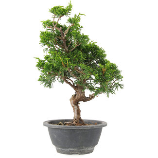 Juniperus chinensis Itoigawa, 29 cm, ± 9 años