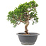 Juniperus chinensis Itoigawa, 24 cm, ± 9 ans