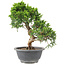 Juniperus chinensis Itoigawa, 25 cm, ± 9 anni