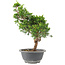 Juniperus chinensis Itoigawa, 29 cm, ± 9 Jahre alt