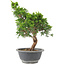 Juniperus chinensis Itoigawa, 29 cm, ± 9 anni