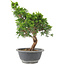 Juniperus chinensis Itoigawa, 29 cm, ± 9 Jahre alt