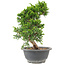 Juniperus chinensis Itoigawa, 25 cm, ± 9 anni