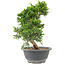 Juniperus chinensis Itoigawa, 25 cm, ± 9 jaar oud