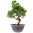 Juniperus chinensis Itoigawa, 29 cm, ± 9 Jahre alt