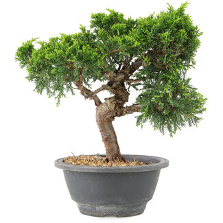 Juniperus chinensis Itoigawa, 21 cm, ± 9 jaar oud