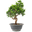 Juniperus chinensis Itoigawa, 29 cm, ± 9 jaar oud