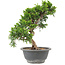 Juniperus chinensis Itoigawa, 25 cm, ± 9 jaar oud