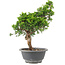 Juniperus chinensis Itoigawa, 29 cm, ± 9 jaar oud