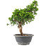 Juniperus chinensis Itoigawa, 29 cm, ± 9 Jahre alt