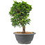 Juniperus chinensis Itoigawa, 21 cm, ± 9 years old