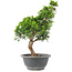 Juniperus chinensis Itoigawa, 29 cm, ± 9 anni