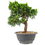 Juniperus chinensis Itoigawa, 21 cm, ± 9 years old