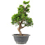 Juniperus chinensis Itoigawa, 29 cm, ± 9 Jahre alt