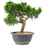 Juniperus chinensis Itoigawa, 21 cm, ± 9 years old