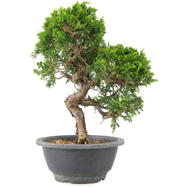 Juniperus chinensis Itoigawa, 25 cm, ± 9 anni