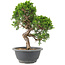 Juniperus chinensis Itoigawa, 25 cm, ± 9 Jahre alt