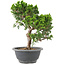 Juniperus chinensis Itoigawa, 25 cm, ± 9 jaar oud