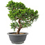 Juniperus chinensis Itoigawa, 25 cm, ± 9 anni