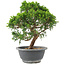 Juniperus chinensis Itoigawa, 25 cm, ± 9 jaar oud