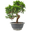 Juniperus chinensis Itoigawa, 25 cm, ± 9 años