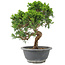 Juniperus chinensis Itoigawa, 25 cm, ± 9 jaar oud