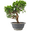 Juniperus chinensis Itoigawa, 25 cm, ± 9 anni