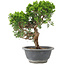 Juniperus chinensis Itoigawa, 25 cm, ± 9 ans