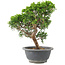 Juniperus chinensis Itoigawa, 25 cm, ± 9 anni