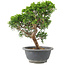 Juniperus chinensis Itoigawa, 25 cm, ± 9 ans