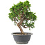 Juniperus chinensis Itoigawa, 25 cm, ± 9 years old