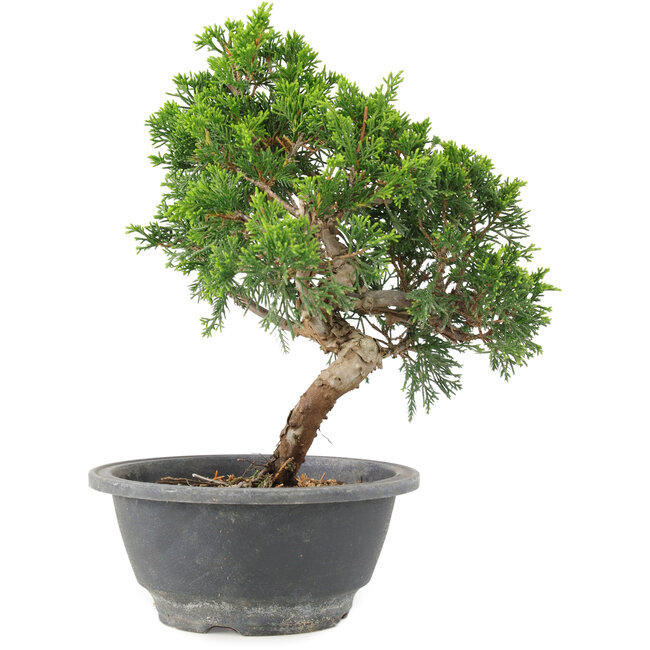 Juniperus chinensis Itoigawa, 22 cm, ± 9 años